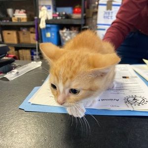 Meet your Posher, Wes